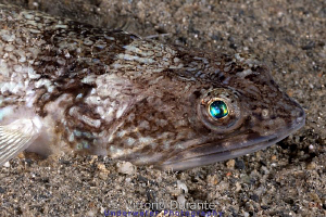 Lizardfish by Vittorio Durante 
